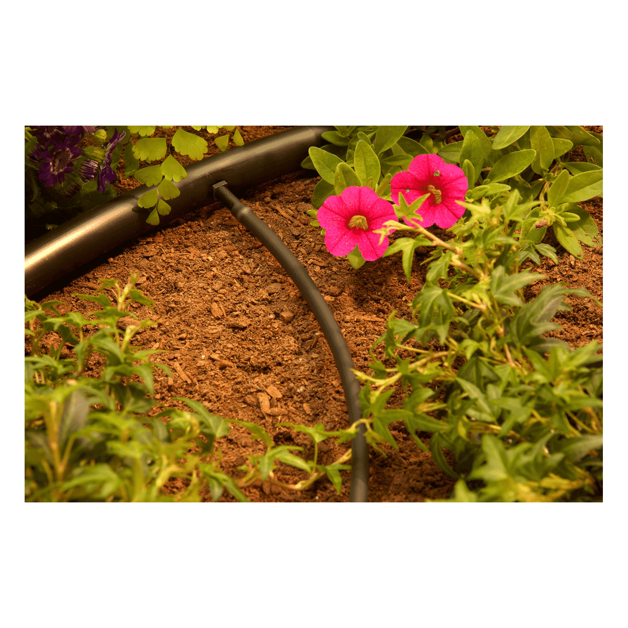 Alternative view of 1/2" Drip Line