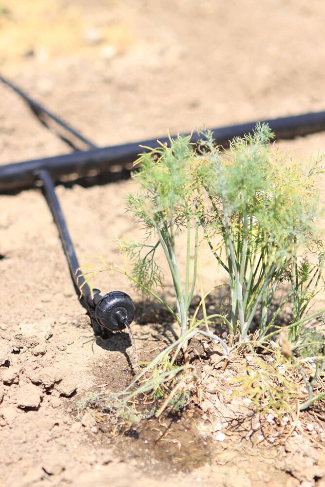 1/4 inch insert fittings